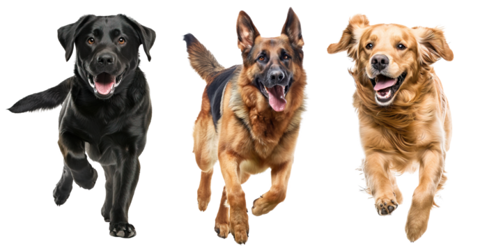 Collage of black Labrador, golden retriever and German shepherd over white transparent background