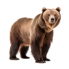 Brown bear full body isolated on transparent background