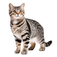 Obraz premium Full body portrait of a cute tabby cat isolated on white background