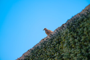 Mexican dove