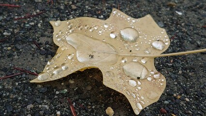 枯葉の上の水滴