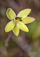 Close-up of Lemon-scented Sun Orchid or Rabbit-eared Sun Orchid (Thelymitra antennifera) - found growing on top of Gorge Rock, Western Australia