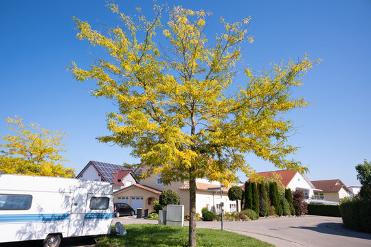Gleditsia triacanthos skyline, amerikanische Gleditschie, Habitus, Stadtbaum