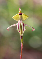 Close-up of Clown Orchid (Caladenia roei) - Hyden, Western Australia