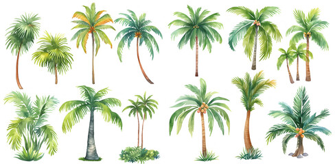 Watercolor palm and coconut tree clipart for graphic resources