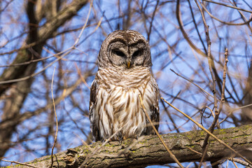great horned owl