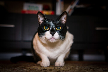 black and white cat portrait