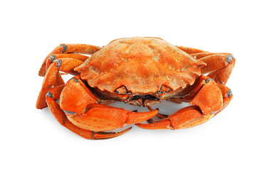 One delicious boiled crab isolated on white