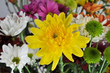 A group of chrysanthemums in the garden at the day