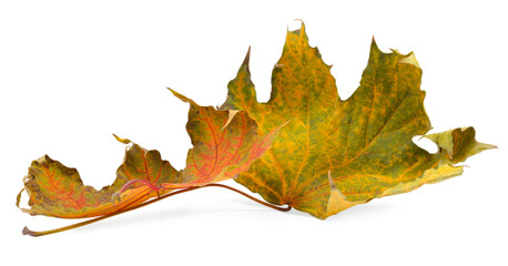 Autumn season. Dry maple leaves isolated on white