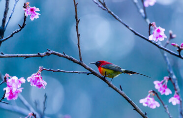 Beautiful bird, Mrs. Gould's Sunbird; Aethopyga gouldiae Male Birds of Thailand. Bird on Cherry Blossom, Wild Himalayan Cherry