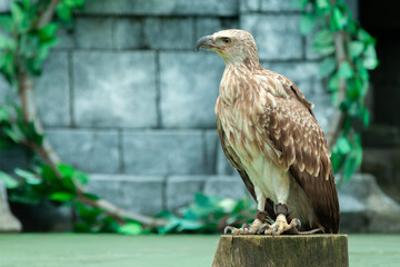 Whistling Eagle or Haliastur sphenurus bird