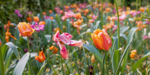 Colorful yellow and Orange color Tulip flower between other colorful flowers
