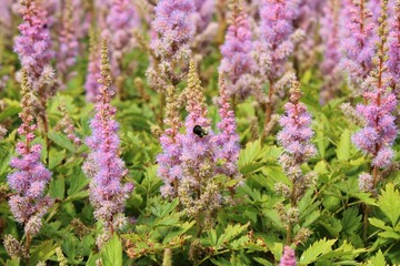 Garden Elegance: Flower Delight
