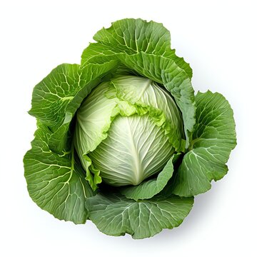 Photograph of cabage, top down view, wite background