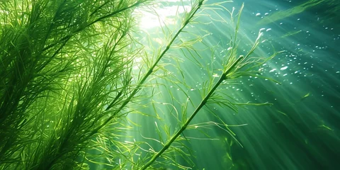 Deurstickers Underwater world, seaweeds and water plants waving in idyllic clean waters.  © Maroubra Lab