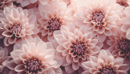 Colorful Summer Blossom: A Vibrant Dahlia Bouquet in Soft Pastel Pink, Red, and Purple – Nature's Gift of Beauty