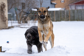 Two dogs in snow