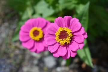 Obraz premium 百日草の花