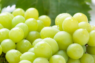 シャインマスカット