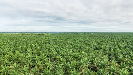 Fototapeta na wymiar Panorama view of palm oil plantation At Kuala Penyu Sabah, Borneo. Aerial view