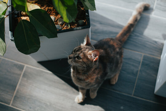 Cat photo of cat attentively playing one afternoon in sunlight. Concept of pets and domestic animals.