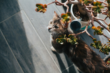 Cat chewing a plant in the sunny afternoon. Concept of pets and domestic animals.