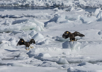 流氷とオオワシ、オジロワシ