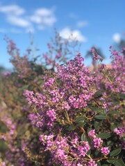 Obraz premium flowers in spring