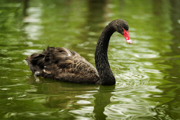 Fototapeta premium black swan swimming in pond