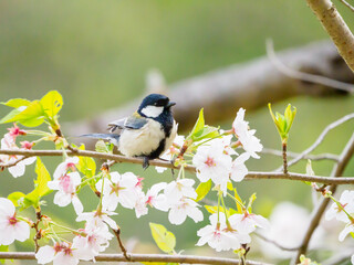 桜の枝にとまるシジュウカラ