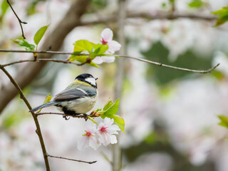 桜の枝にとまるシジュウカラ