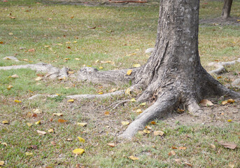 tree trunk in the forest