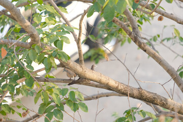 Fototapeta premium birds on a branch