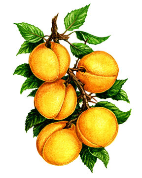 Apricot on a branch. Set of watercolor illustrations for labels, menus, or packaging design.