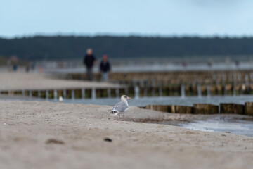 Obraz premium Buhne in der Ostsee. Sonnenuntergamg Ahrenshoop Ostseeküste, Ostsee, Deutschland