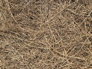 background of straw texture