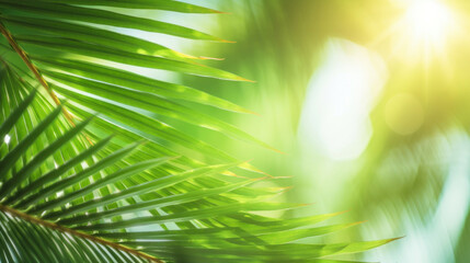 Sunlight filters through the radiant green leaves of a lush palm tree.