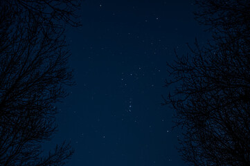 Naklejka premium Orion's belt through trees