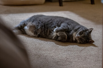 cat sleeping on the floor