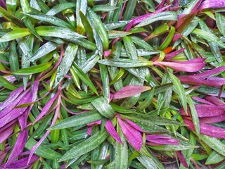 A group of Tradescantia spathacea plant, or oyster plant or Moses-in-the-cradle
