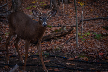 deer in the woods