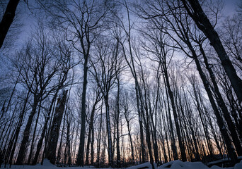 Winter sunset in the montreal forest