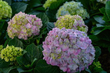 Blooming Hydrangeas flowers in the garden