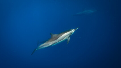 Dolphins swimming underwater, Mauritius