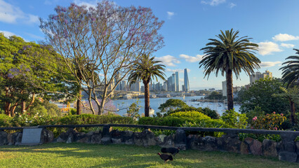 Turkey on the grass in a Sydney park with a city skyline in the background. Palm trees and lush greenery frame the view of the urban landscape. Concept of Urban, Nature, Wildlife, Outdoor, Scenic.