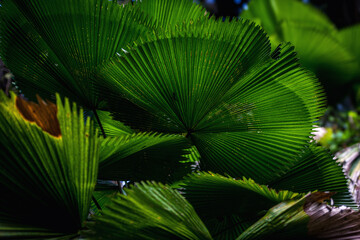 Lush and elegant, the Fiji Fan Palm graces the garden with its exquisite dark-green fronds, casting...