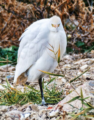 Garza