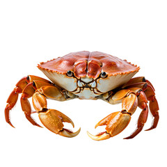 crab