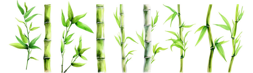 Fototapeta na wymiar Set of bamboo plants, showcasing their green leaves and sturdy stalks, illustrated in a realistic style, isolated on transparent or white background